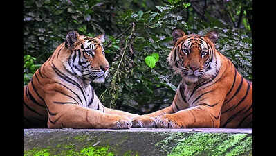 6th tiger dies in MP in a week, annual toll hits record 54