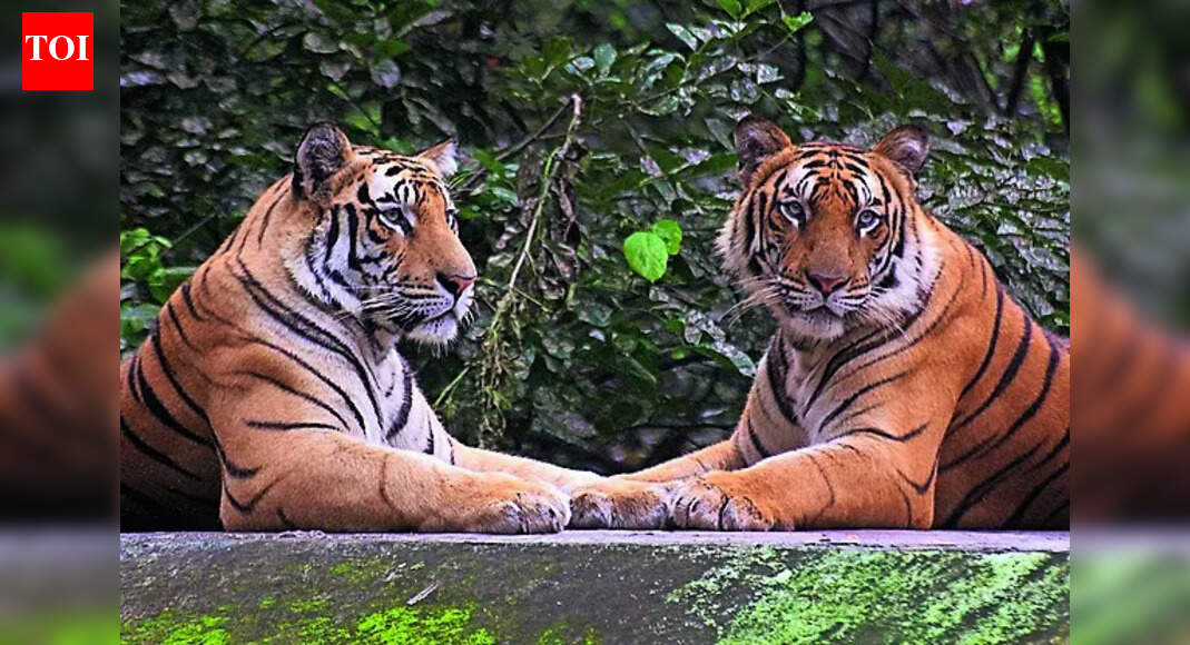 Big cat toll: 6th tiger dies in MP in a week, annual death hits record 54