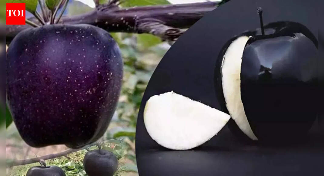 Black diamond apple: The rare exotic superfruit packed with nutrition, stunning colour and all about its rarity
