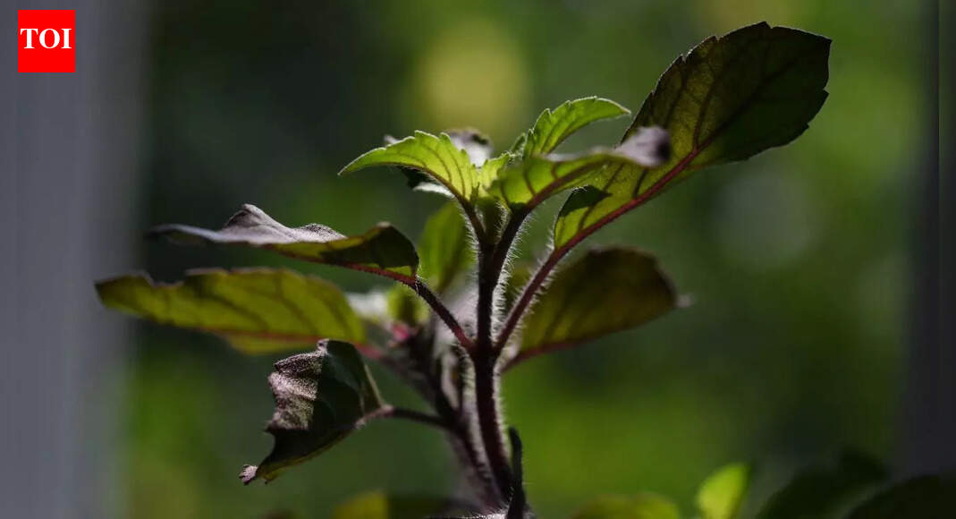 Tulsi for diabetes: How holy basil supports blood sugar control, improves insulin sensitivity, reduces stress, and boosts overall health