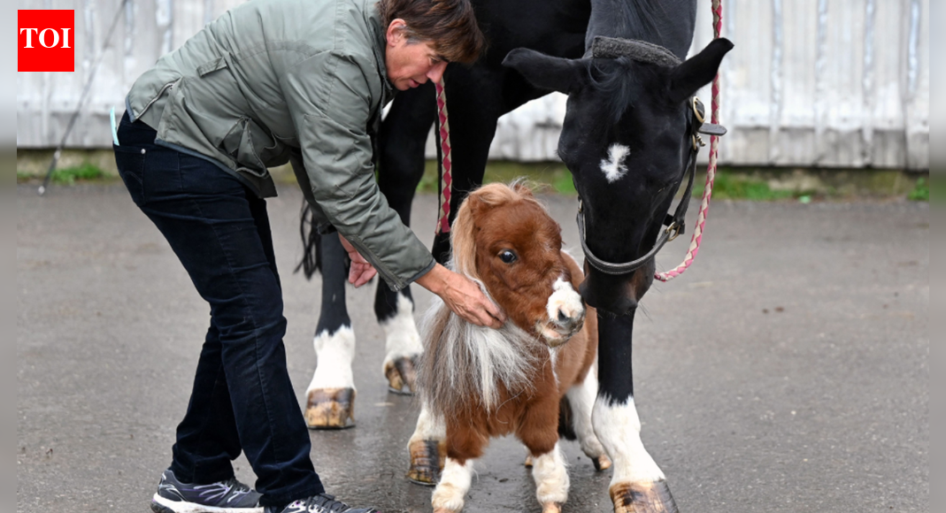 Where is the world’s shortest horse — and can you visit him?