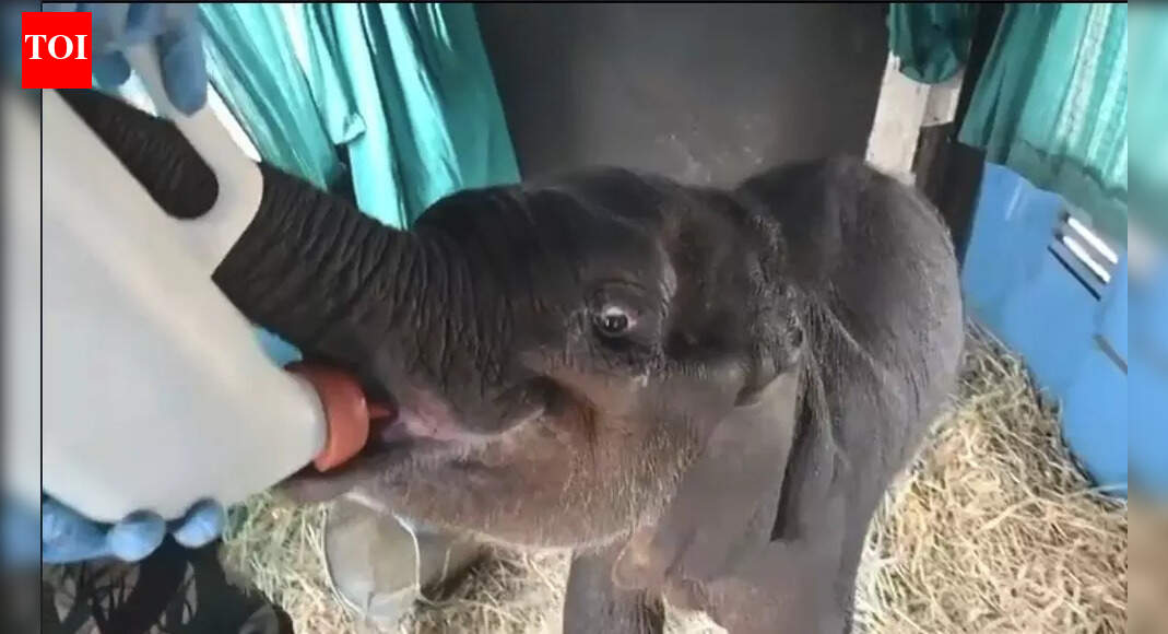 Rescued elephant calf transferred to Nandankanan for health and social raising