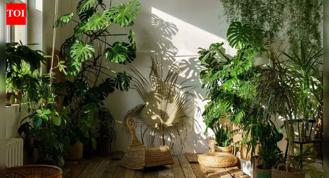 Houseplant care guide: 8 plants that should not be in direct sun