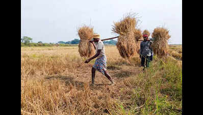 Jharkhand government to begin paddy procurement from Monday