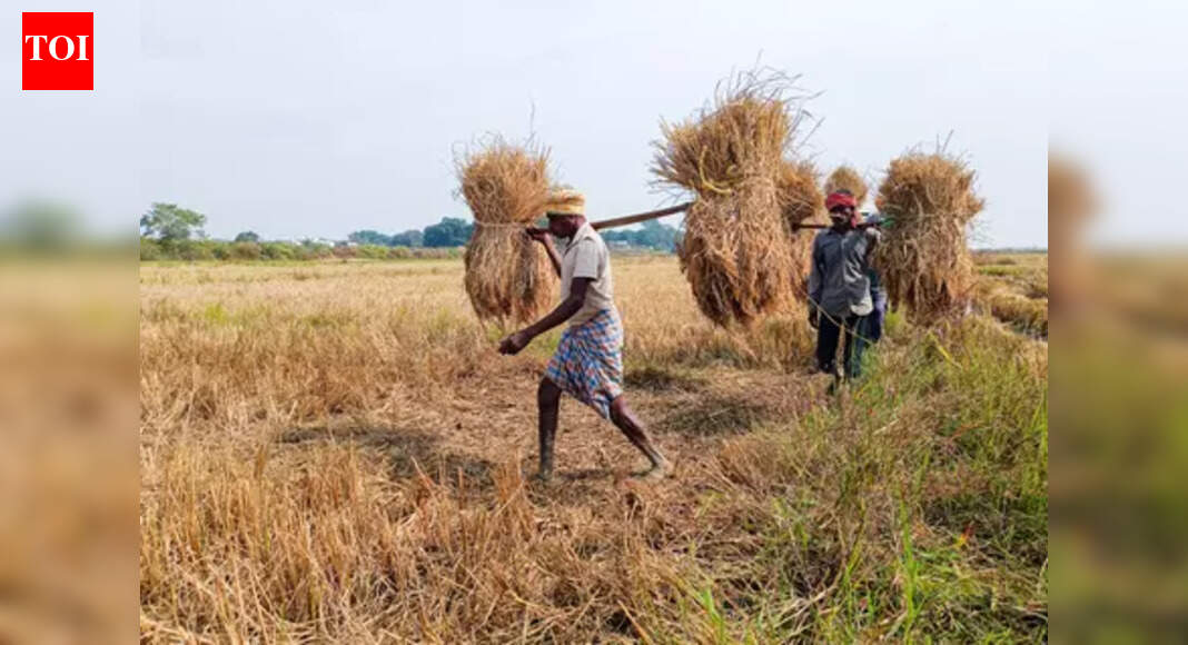 Jharkhand government to begin paddy procurement from Monday