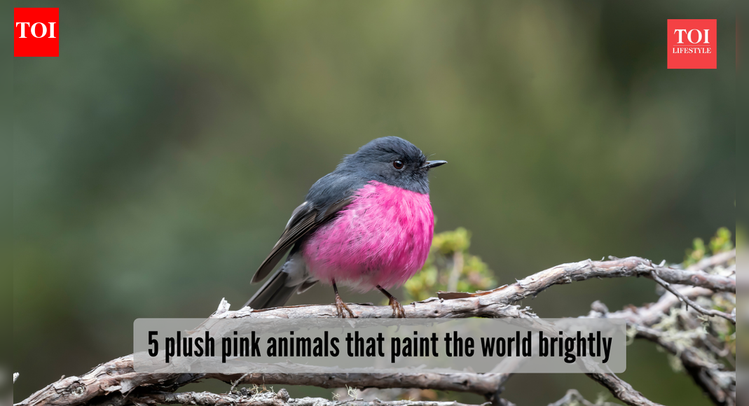 5 adorable pink animals stealing the wildlife spotlight - The Times of India