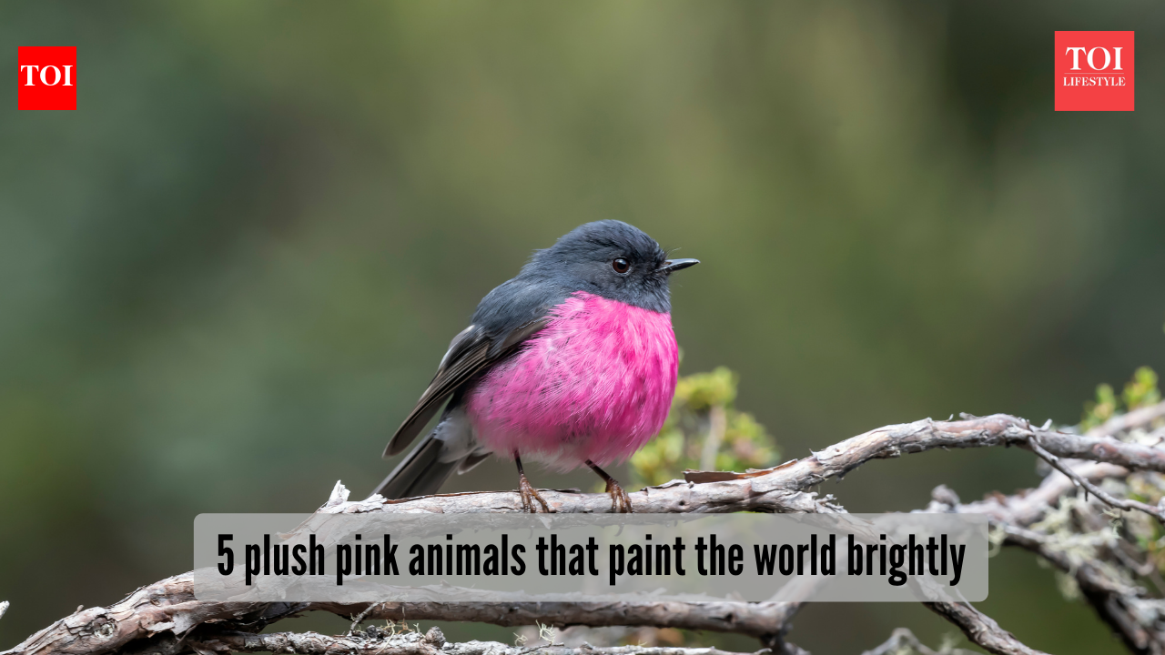 5 adorable pink animals stealing the wildlife spotlight