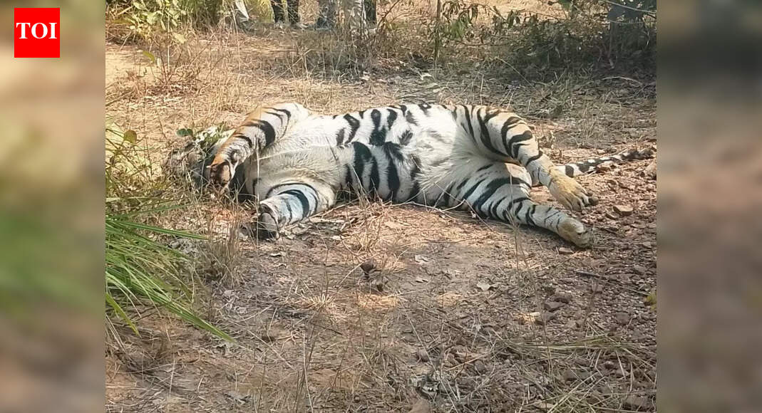 Young male tiger found dead in Chhattisgarh, electrocution and poaching suspected