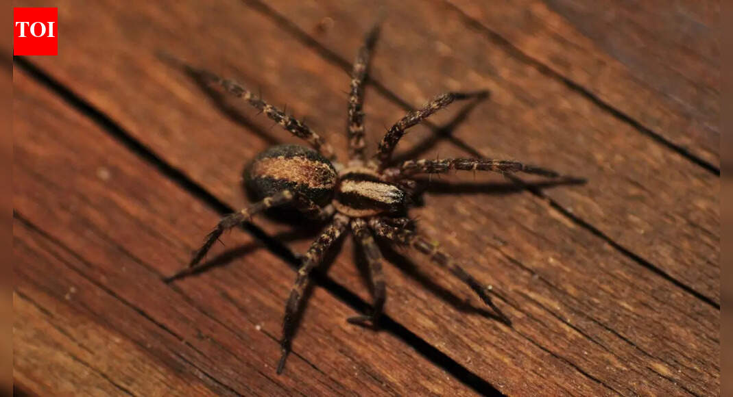 How to keep spiders out of your home using 7 simple and natural methods