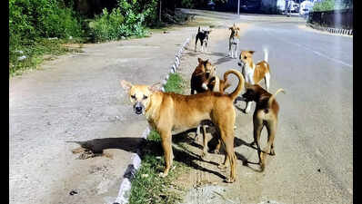 Bhubaneswar Municipal Corporation plans permanent shelters to house stray dogs