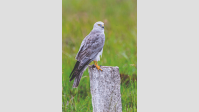  6,000km Journey from Kazakhstan to Tirunelveli Grasslands Revealed