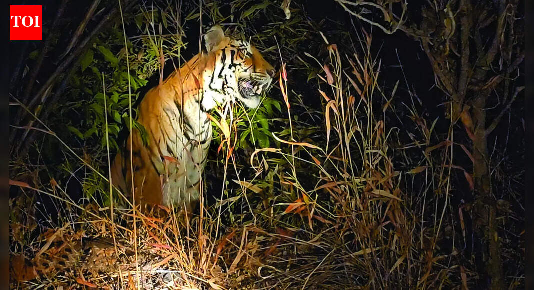 Big cat kills 2 cows, injures 2 buffaloes in Mhadei region