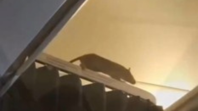 Huge rat spotted inside Caribbean-bound flight, over 250 passengers stranded as plane had to be grounded