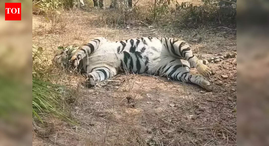 Tiger found dead in Chhattisgarh, poaching suspected