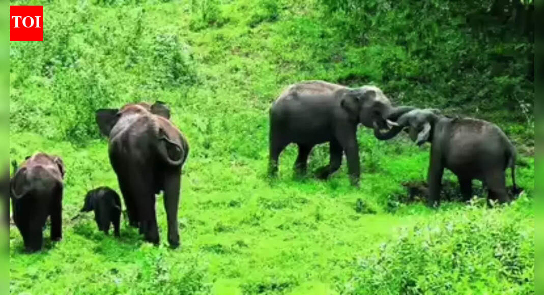 How India became No.1 destination for wild animals