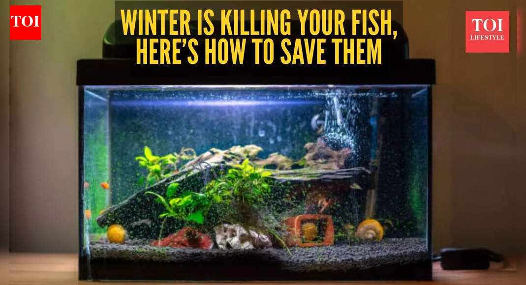 How to stop your aquarium fish from dying this winter