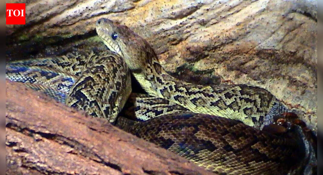 The snake that hunts in packs! Discover the Cuban boas' cooperative tactics and hunting strategy