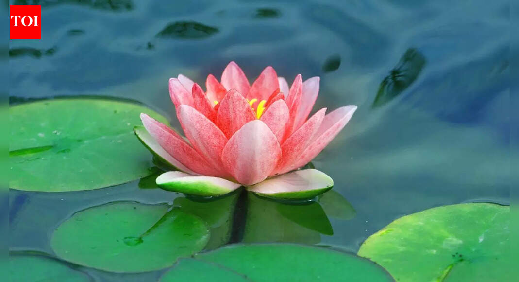 10 edible Indian flowers that have been part of traditional cooking for centuries