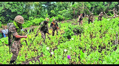 Police destroy poppy cultivation on 16 acres in Latehar