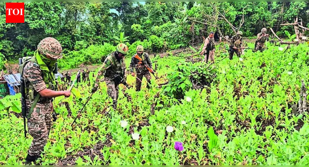Police destroy poppy cultivation on 16 acres in Latehar