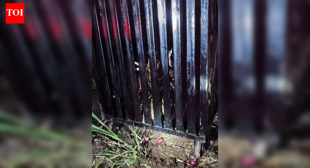 Leopard trapped in same Junnar location 24 hours after child was killed; villagers demand long-term measures from forest dept