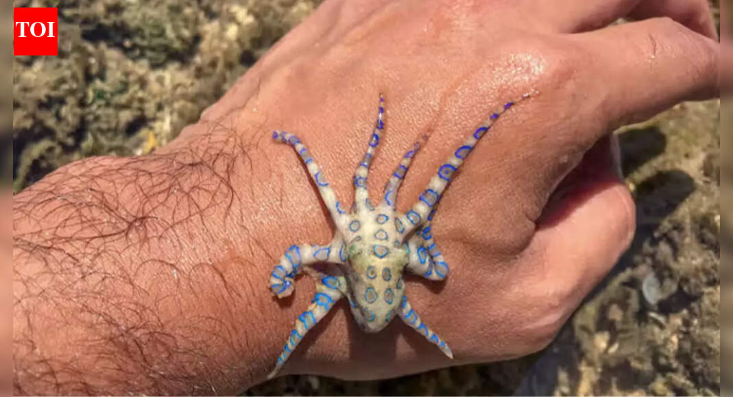 1,000 times more poisonous than cyanide: Man unknowingly plays with world’s deadliest octopus weighing less than an apple