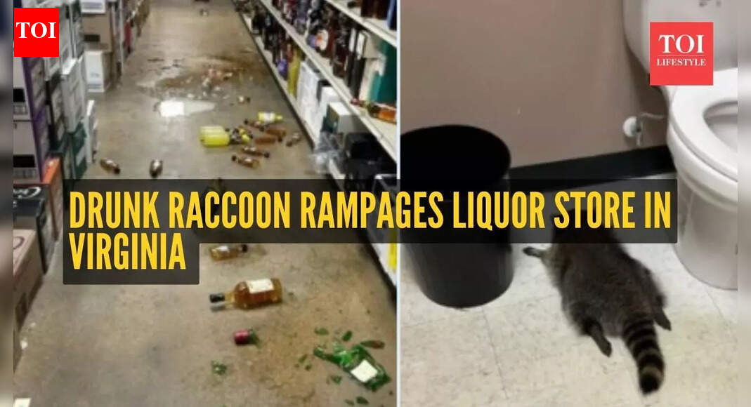 What!? Virginia neighborhood stunned after drunk raccoon with past 'criminal record' goes on break-in spree