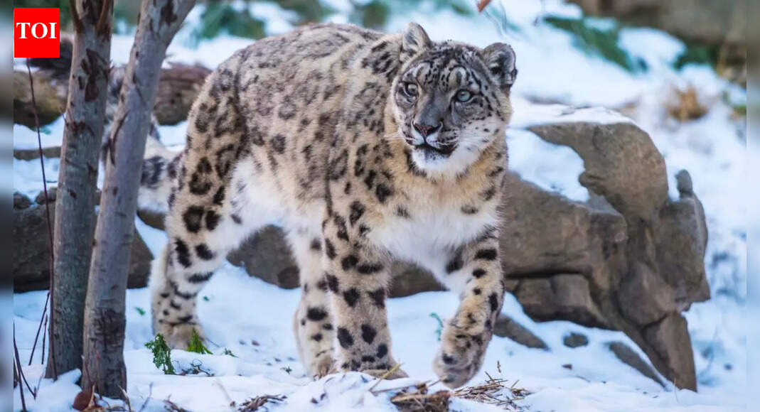 Why Ladakh is home to nearly 400 snow leopards and where else to find them in India