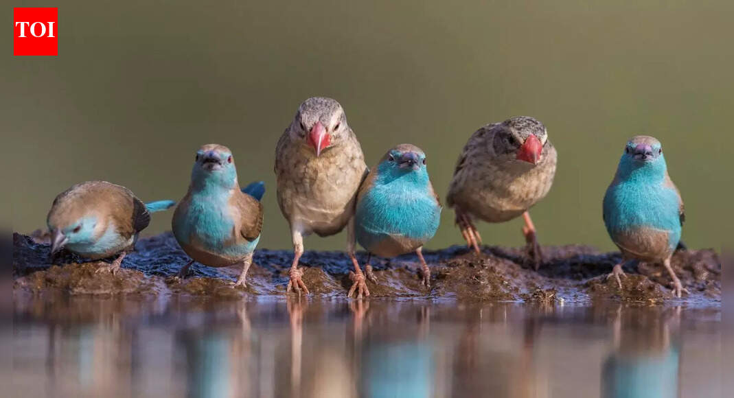 How human activity is disrupting birds’ internal clocks and quietly changing their lives