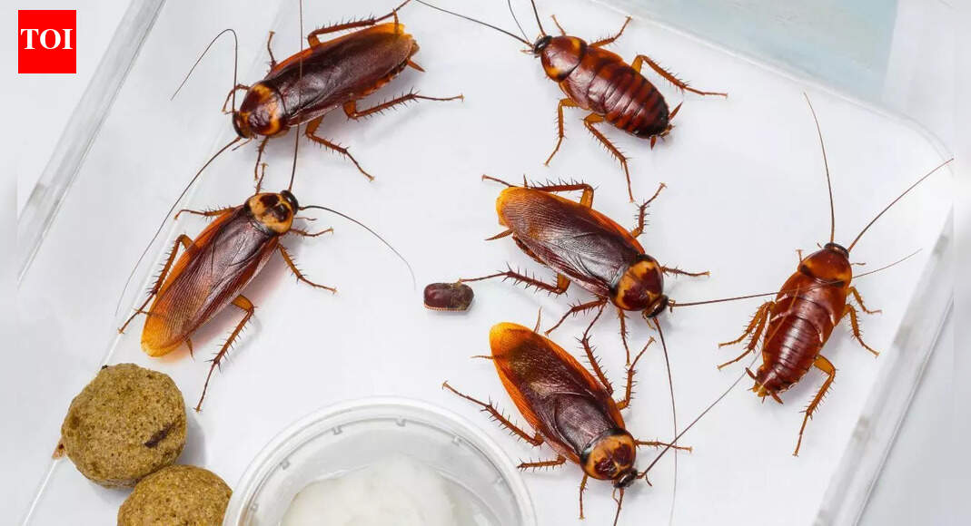 How to get rid of cockroaches in the winter and stop them coming back