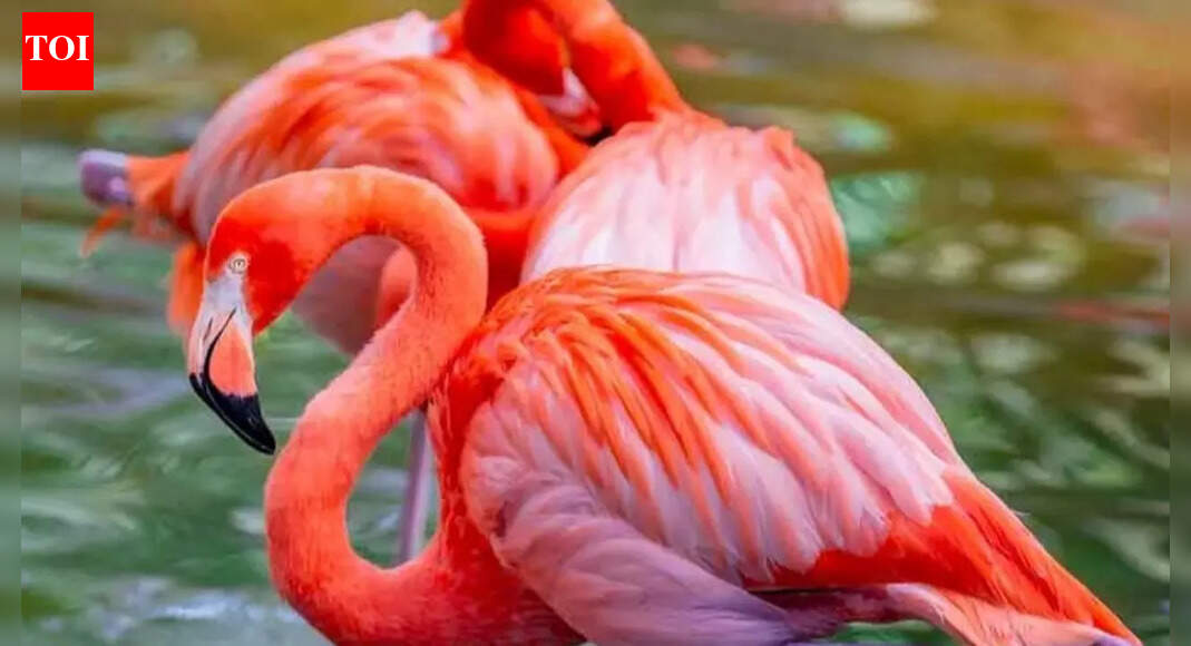 7 Rare and fascinating facts about Flamingos you probably didn’t know