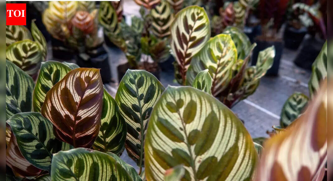 How to grow and care for a peacock plant; tips to follow