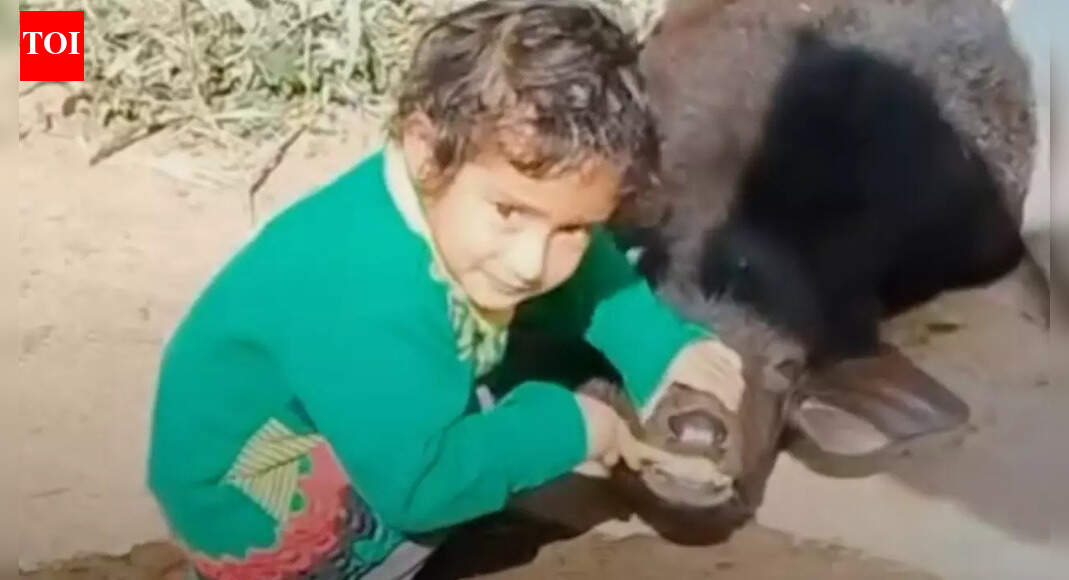 Viral video of a child brushing a calf’s teeth is winning hearts; watch