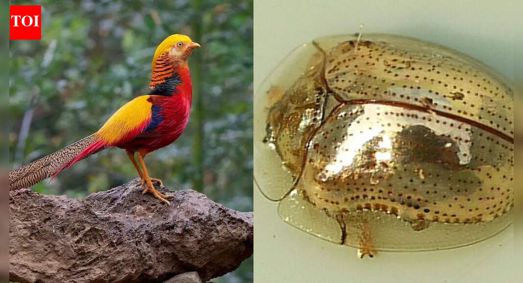 Animals that look like they are made of gold: Discover 10 golden animals that shine in the wild