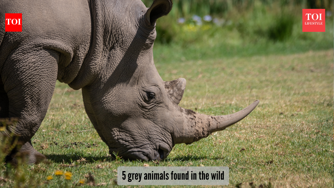 Catching the vibe of the ‘grey’ season: 5 animals that are grey in colour