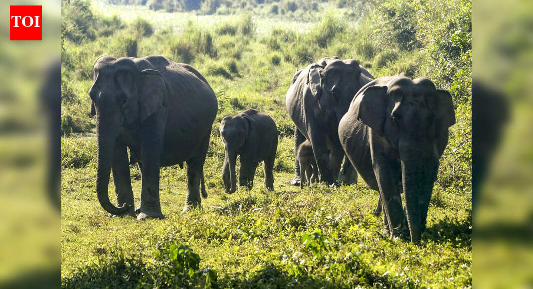 Chakradharpur railway division cancels five trains for two days from Dec 18 due to elephant movements