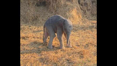 PTR to adopt elephant calf abandoned by its mother in Bijnor