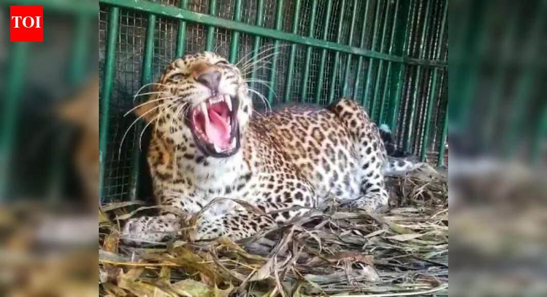 Satara: 65-year-old woman injured in leopard attack | Kolhapur News ...