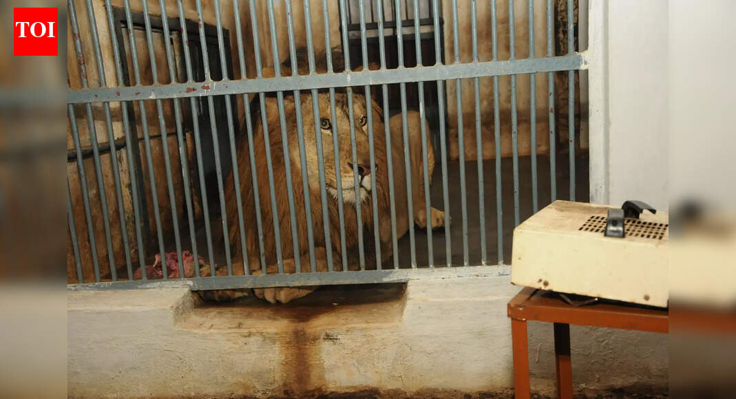 Ranchi zoo implements winter care for animals