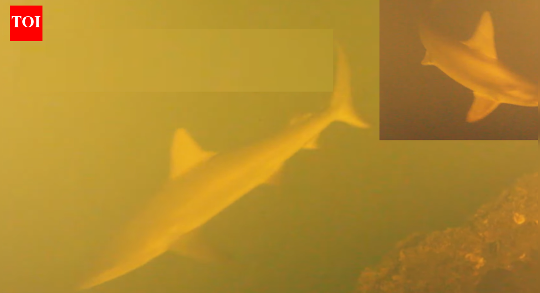 Scientists baffled as sharks found swimming inside one of world’s most active underwater volcanoes