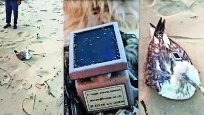 Flying spy? Seagull with made in China GPS tracker found on Karnataka beach; sparks buzz