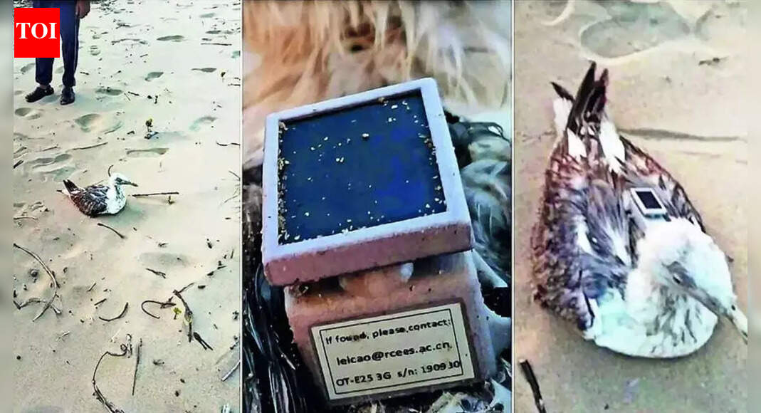 Flying spy? Seagull with made-in-China GPS tracker found on Karnataka beach