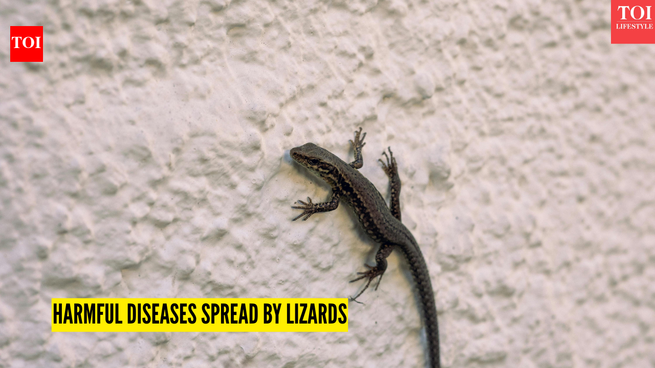 Lizard infections in household: From Salmonella to Leptospirosis ...