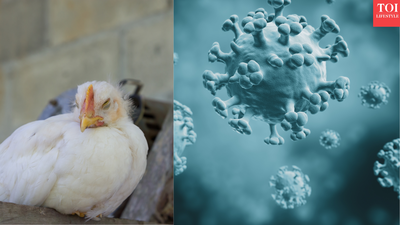Could bird flu become the next pandemic? What current evidence shows