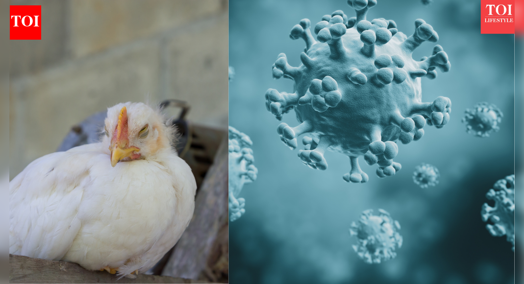 Could bird flu become the next pandemic? What current evidence shows