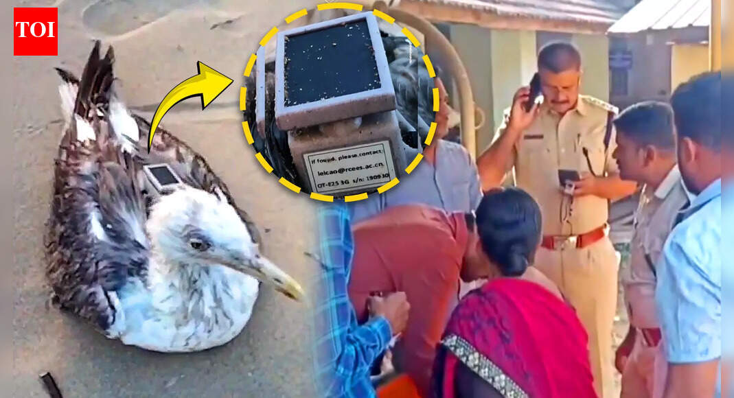 Seagull With China-Made GPS Device Near Karnataka Naval Base Triggers Spy Buzz; Here's the Truth
