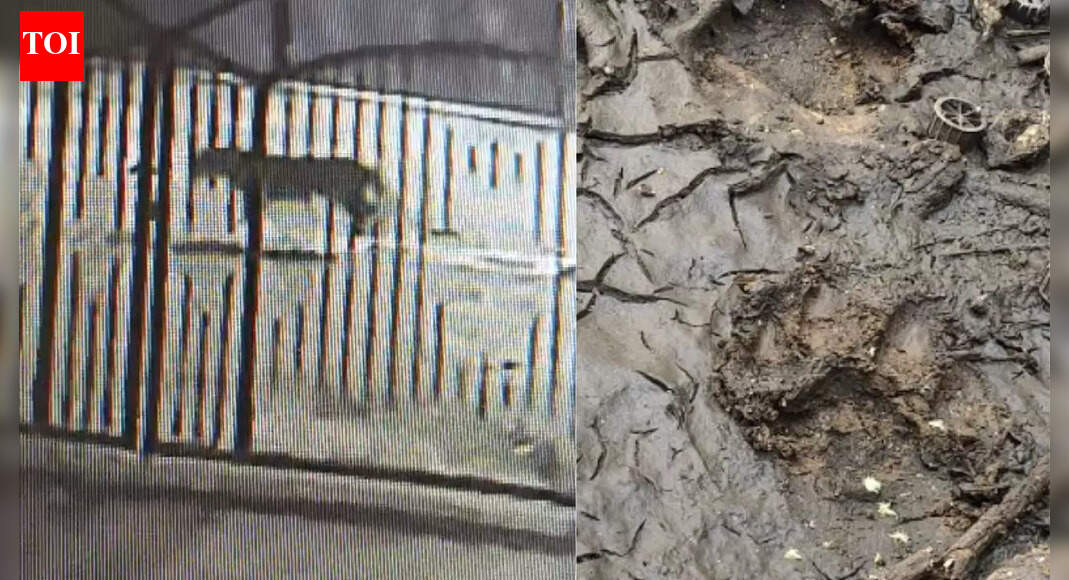 Leopard sighted in Pune's posh area, residents on high alert