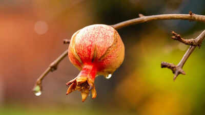 6 plants that grow fruits in desert regions despite extreme heat