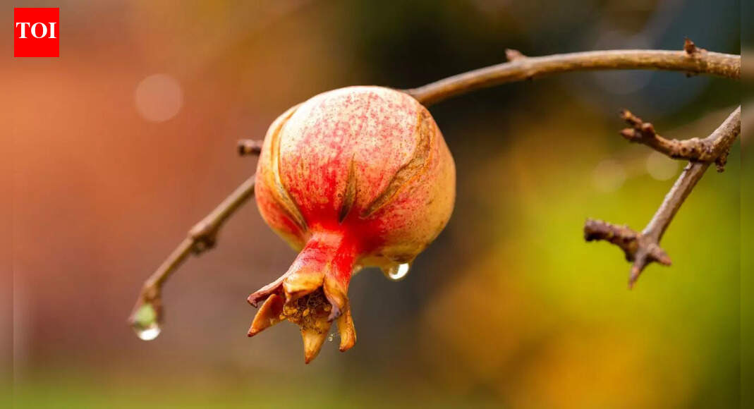 6 plants that grow fruits in desert regions despite extreme heat