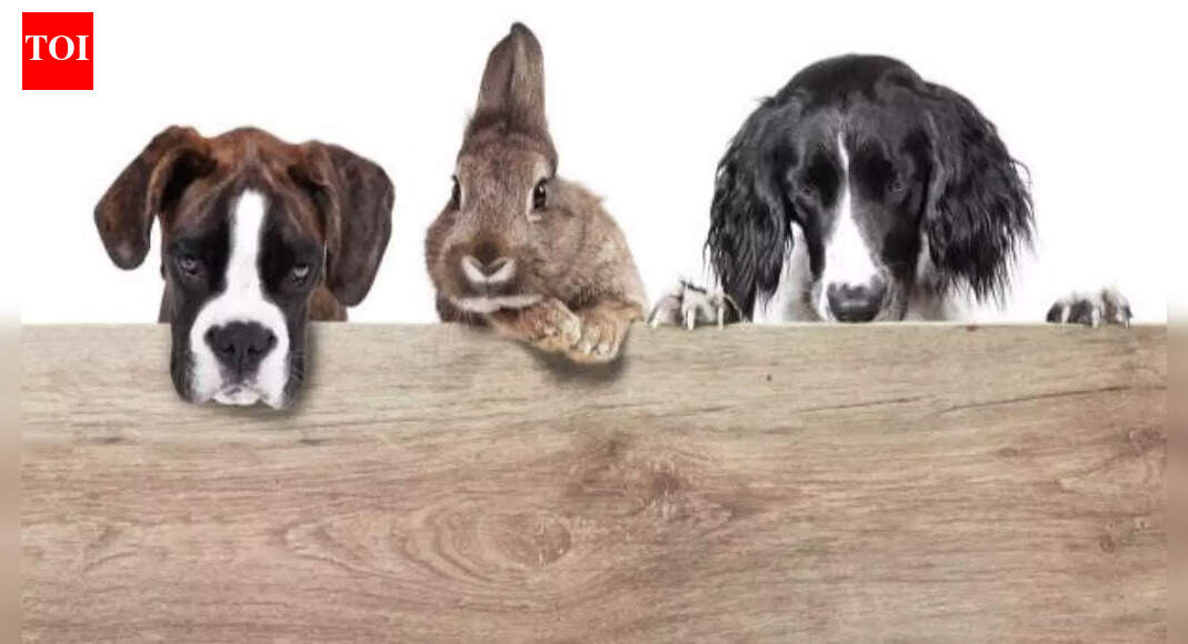 Curiosity Corner: If animals can’t talk, how do they share secrets?